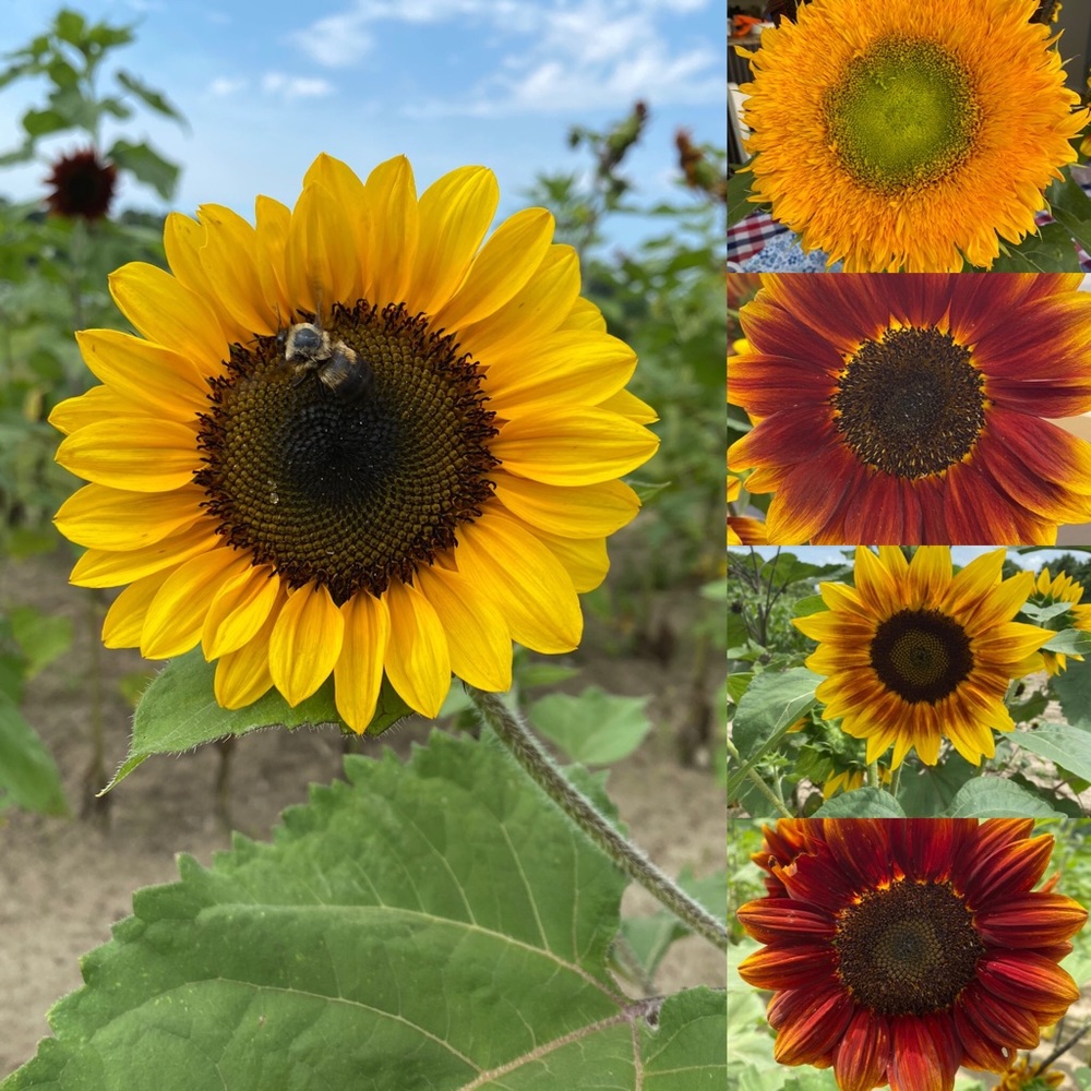 Meet your Posher, Surrynana